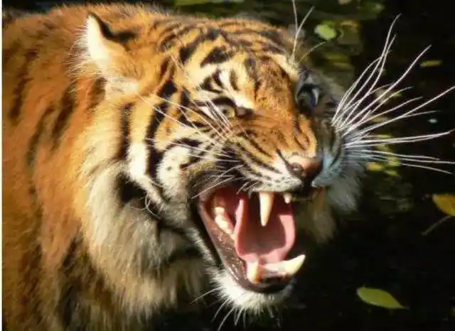 愤怒&抑郁!背后的罪魁祸首究竟是谁?