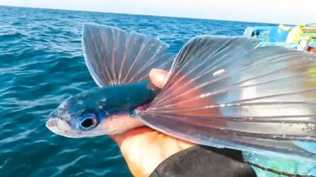 长着"翅膀"会飞的鱼你见过吗?海鱼中的滑翔机!太炫酷了!