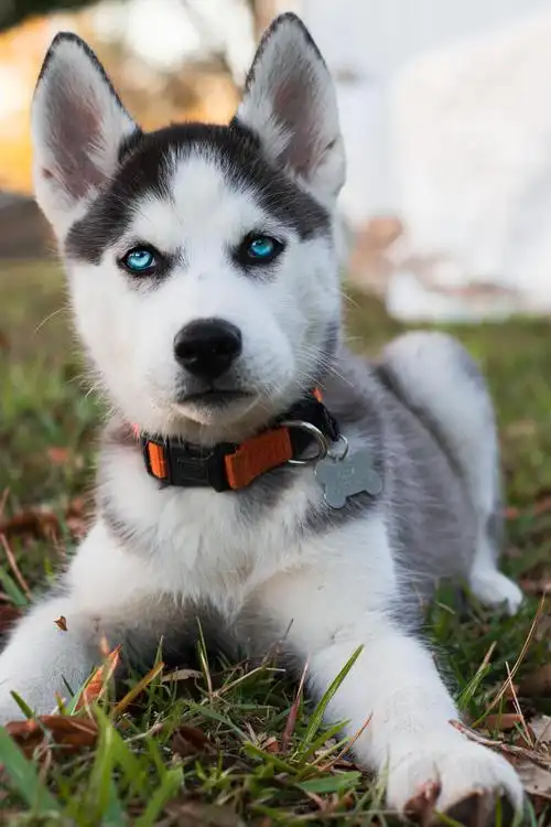 可爱的宠物狗-哈士奇 - 忘悠微摄影 - 图虫