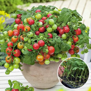 大禹 矮生小西红柿苗盆栽种子樱桃番茄苗春季水果老品种菜秧苗四季