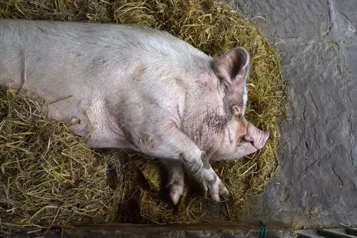 城事汶川地震幸存的猪坚强因腿伤卧地无法外出散步