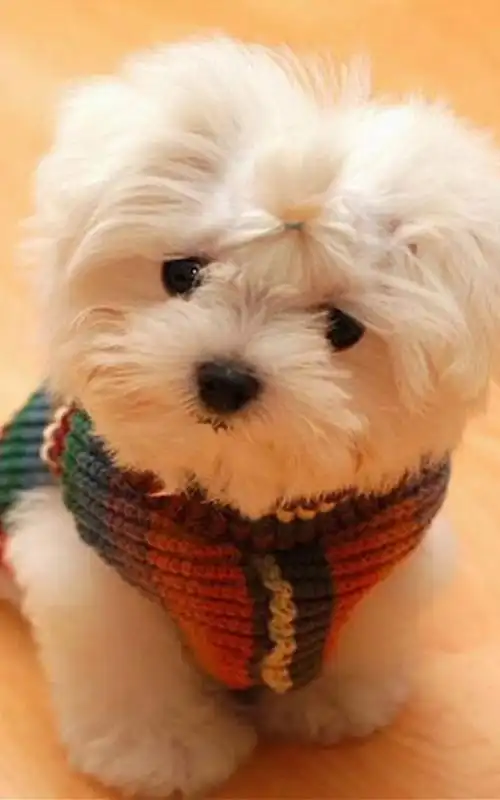 白色呆萌汪星人动物可爱狗狗手机壁纸