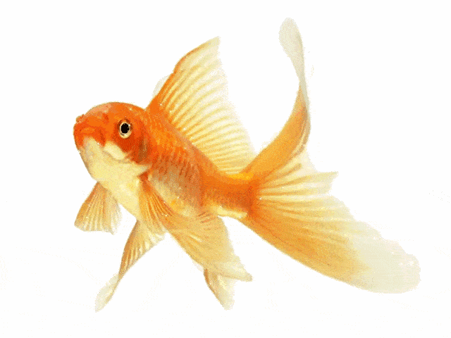 7月17部落美术创意a班《 美丽的金鱼》