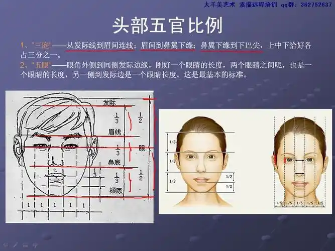 活动作品素描头部五官比例分析