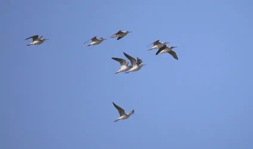 在天空中飞行的青脚鹬