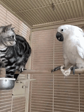 贱贱的鹦鹉 真不怕猫把它吃了