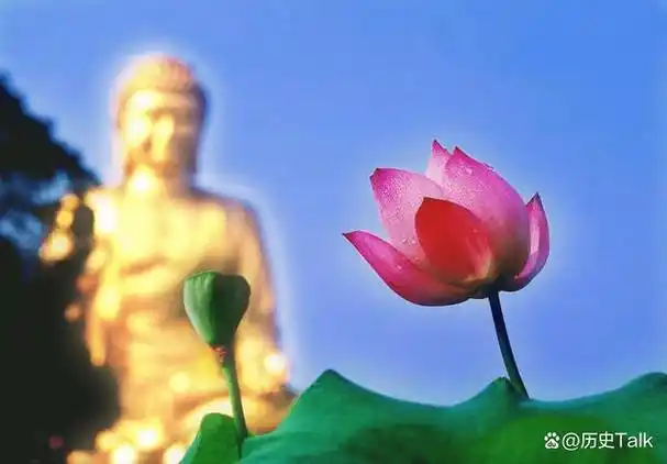 为何佛教爱用莲花而不是荷花?荷与莲两者之间到底有什么区别