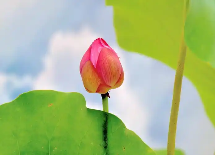 含苞待放的荷花②