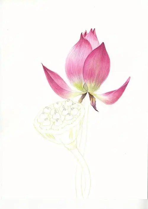 色铅笔|【荷花】原创/内含详细步骤/彩铅教程