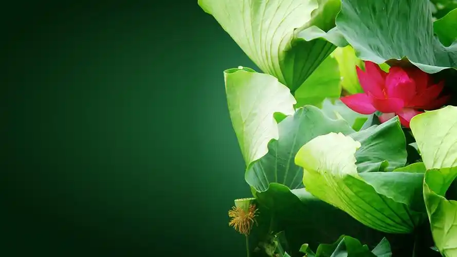 护眼效果减少,建议使用亮度低的淡绿色或淡蓝色壁纸所谓的"豆沙绿",是