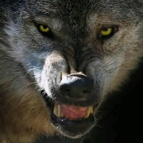 愤怒的狼-绒花- 全民k歌,ktv交友社区