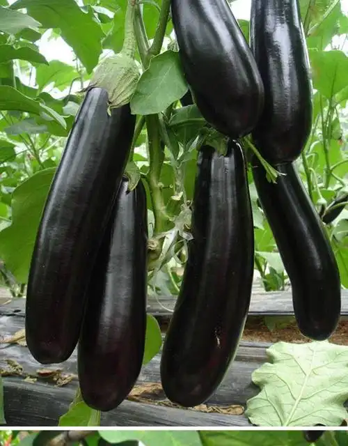 绿把长茄种子绿萼茄子种籽露天大棚紫黑色产量高四季蔬菜黑钸莉 黑钸