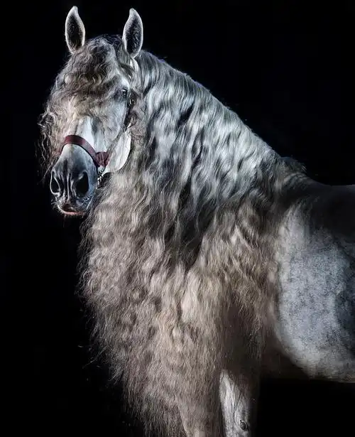 俊美白马~一身帅气鬃毛随风摆动!_网易订阅