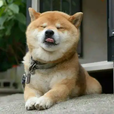 狗?子头像,可爱