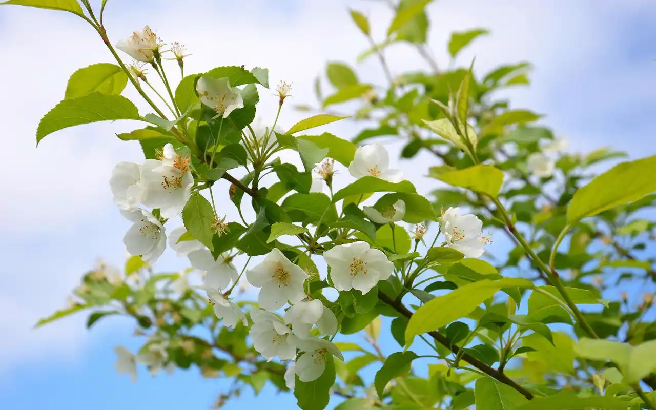 洁白唯美的茉莉花桌面壁纸