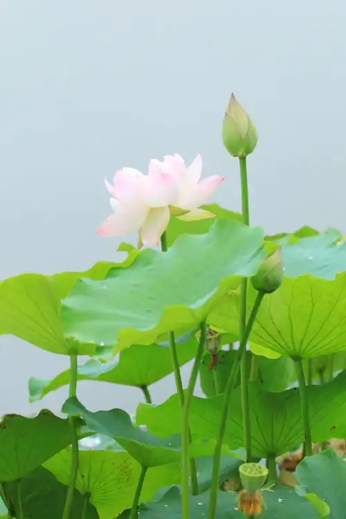 (一) 静雅如荷,守心若素