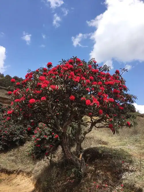 赫章千年杜鹃花游
