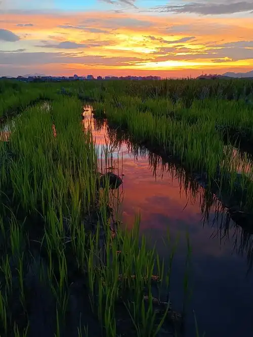 一组夕阳稻田手机原图