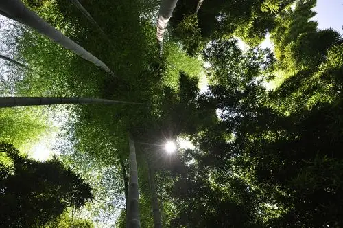 【老家竹林摄影图片】老家风光摄影_影空留像_太平洋电脑网摄影部落