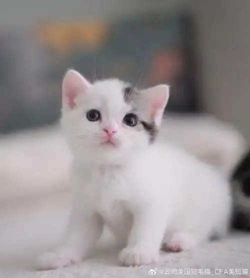 美国短毛猫##美短加白##赛级美短加白##cfa美短加白##美短高白##美短