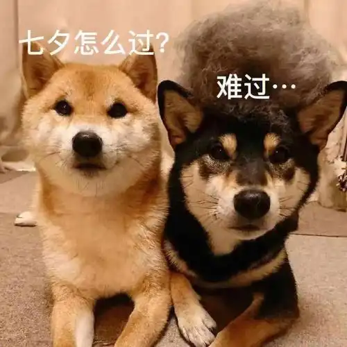 单身的小友机会来了