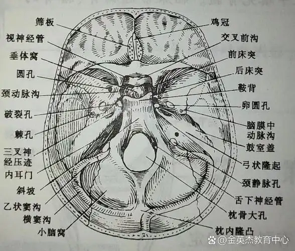 临床解剖学-运动系统:颅底内面观 颅底内面观:由前