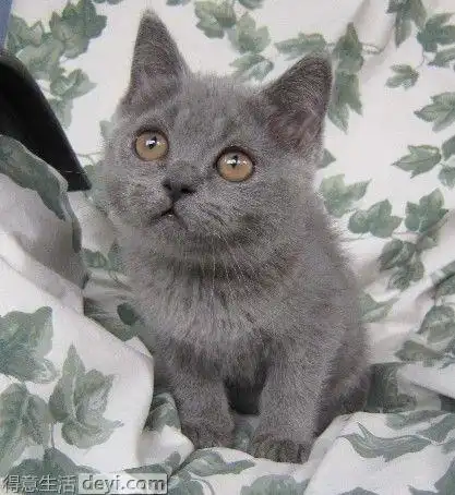 漂亮的英国短毛猫找新家,速速围观.