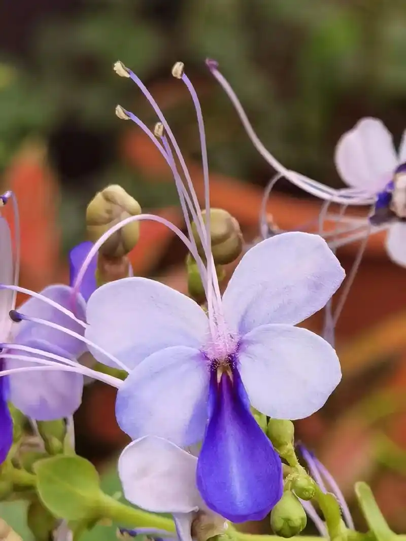 蓝蝴蝶 别名:乌干达桢桐,紫蝶花,紫蝴蝶,花蝴蝶.马鞭草科, - 抖音