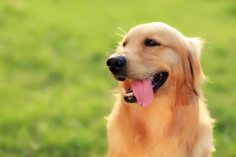 【图片4】三只狗狗的不同表现--蜂鸟论坛照片套图