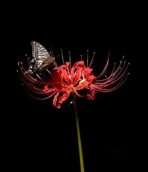 彼岸花,这是段凄美的爱情故事