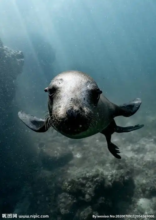 海狮摄影图__自然风景_自然景观_摄影图库_昵图网nipic.com