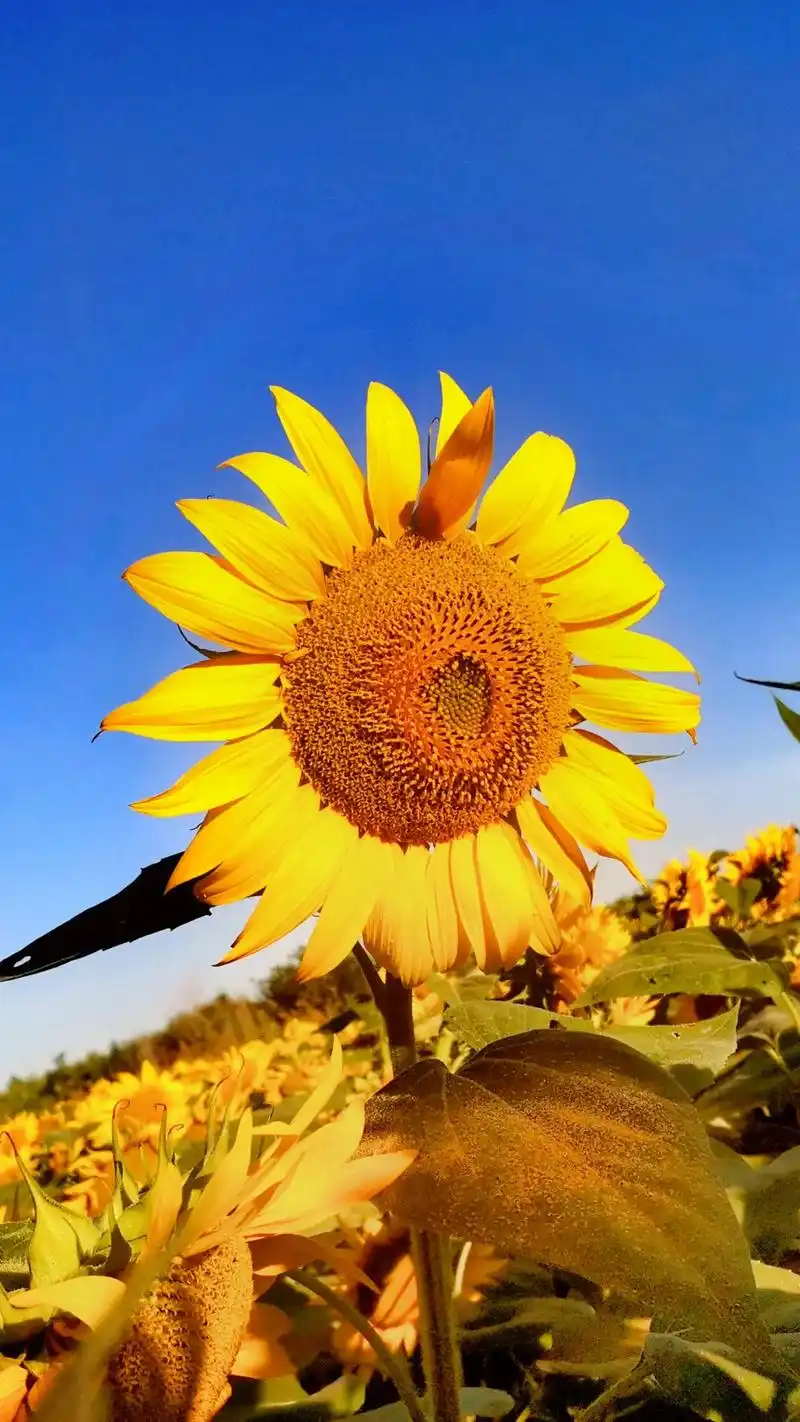 让生活更美好,每天有个好心情#人与自然和谐共处 #刀郎新专辑 - 抖音