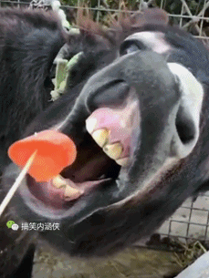 搞笑gif趣图 这个新娘有点皮,害得伴郎趴在地