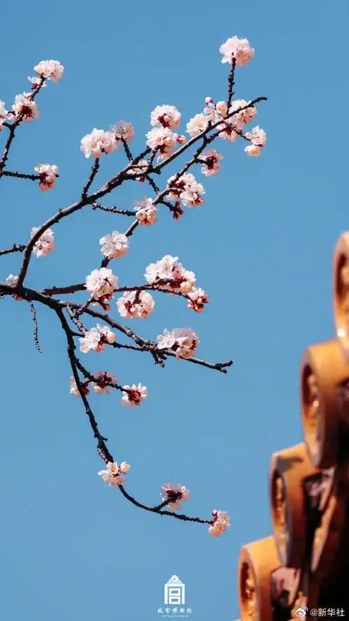 春花壁纸上新了##当花花遇见春天##这就是春天里的中国