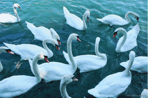 怎么能支棱起来和人一样高?说好的温柔浪漫一生一世呢?