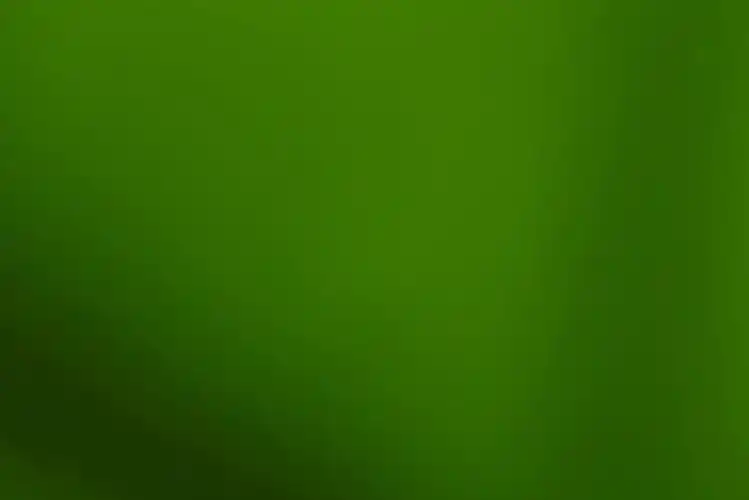 绿色树叶背景图背景