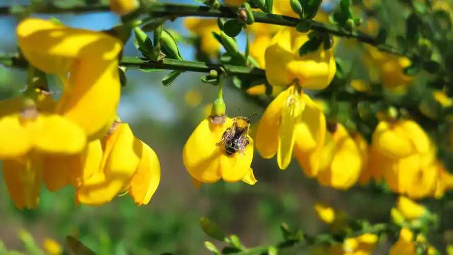 黄色金雀花简约治愈系小清新插画-花卉壁纸 - 壁纸之家