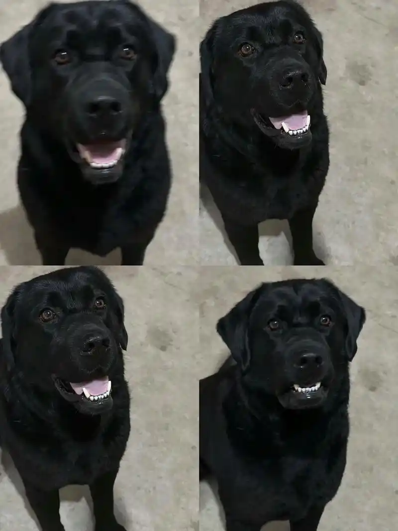 黑色拉布拉多幼犬,有喜欢的吗 找新家.黑色拉布拉多8oo,自 - 抖音