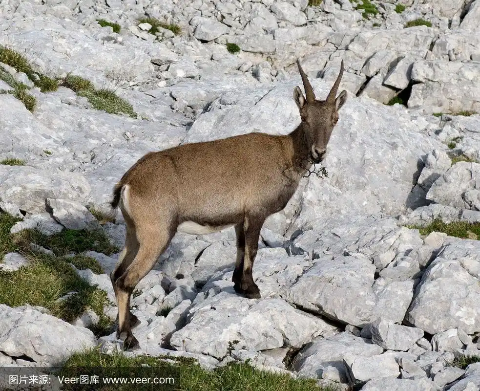 斯洛文尼亚朱利安阿尔卑斯山的岩羚羊