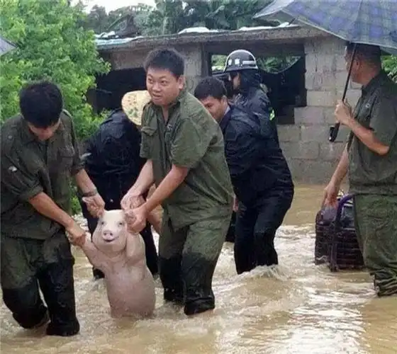 河南暴雨中的奇景,30多头猪爬上床躲洪水,主人直跳脚:谁说猪笨