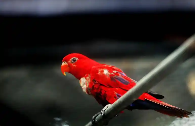 红鹦鹉