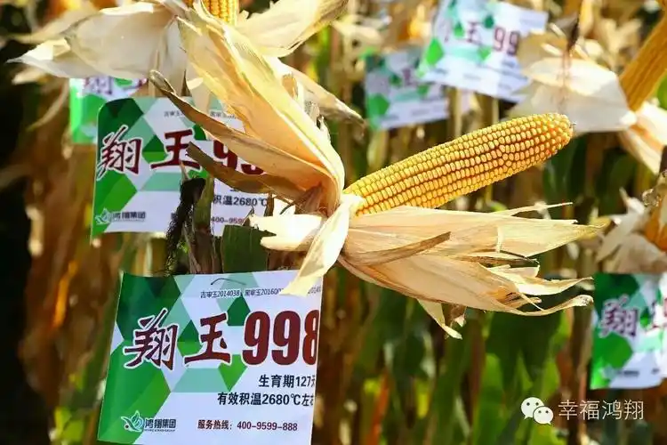 神禾翔玉998与您相约12号临沂展会,四海八荒的亲们看过来了