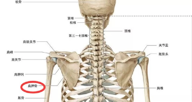 琵琶骨位于胸廓的后面,是倒置的三角形扁骨,介于第2-7肋之间.