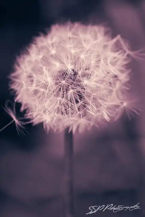 唯美的图片 最好是四叶草和蒲公英的 谢谢啦_百度知道