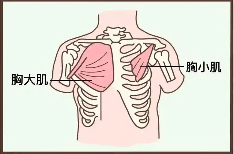 但男人的胸肌 绝不只是个「花瓶」 胸肌 包括胸大肌和胸小肌 胸大肌