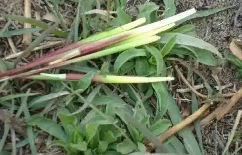 郭集人童年的零食毛芽拔毛芽多快乐你还记得吗