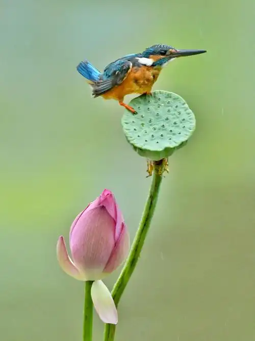 张英强拍的一荷花与翠鸟作品专辑(二)
