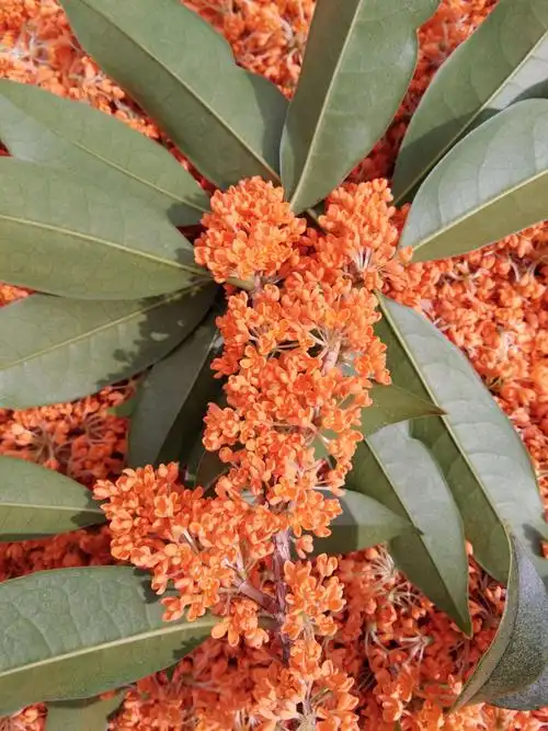 开花金黄香气迷人,花瓣可泡酒,做馒头,糕点等.