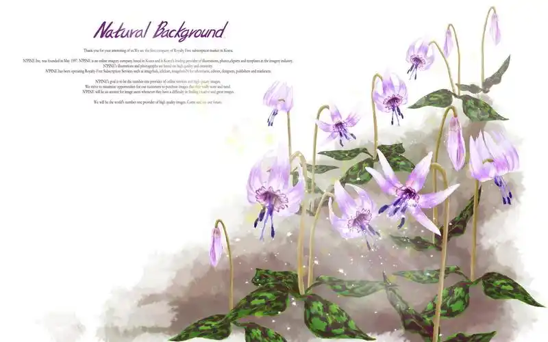 韩国浪漫简约花卉信纸背景宽屏壁纸壁纸图片