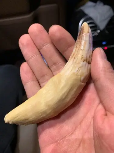 这是真的虎牙吗?